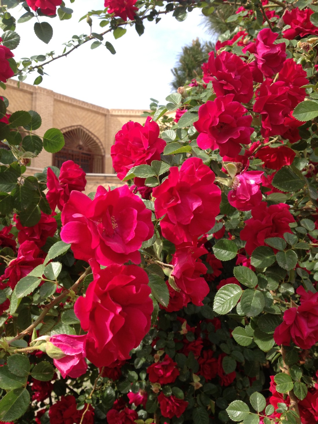 bazaar kerman roses