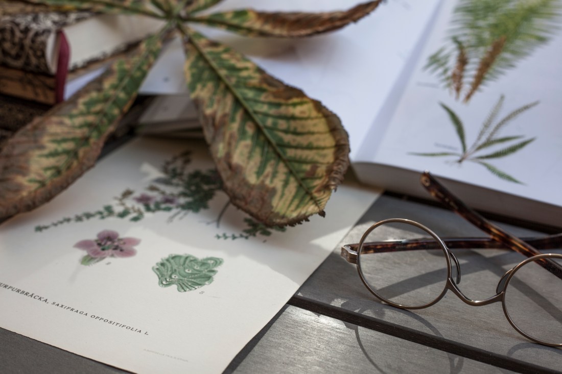 glasses kame mannen botaniacal